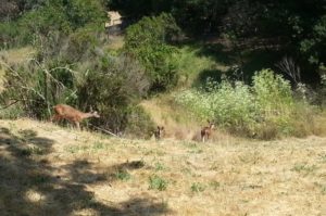 Wildlife_deer