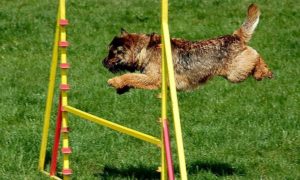 animals_dog_jump_sm