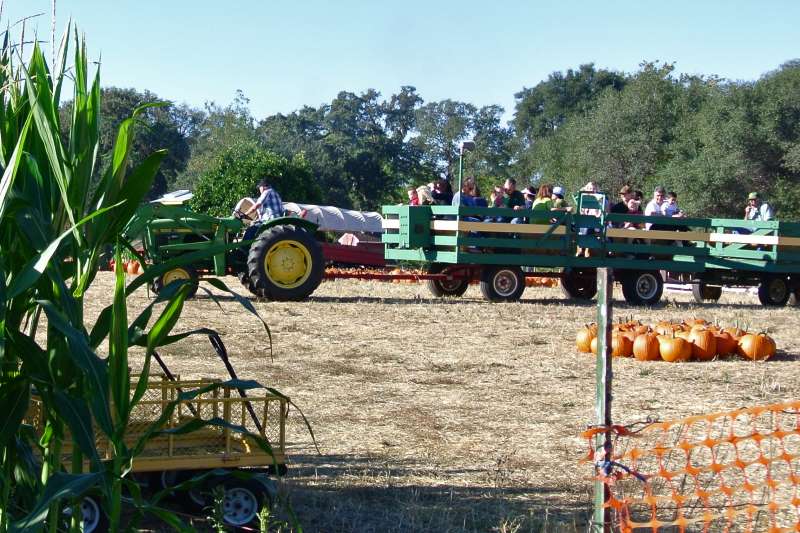 pumpkin farm, citrus heights