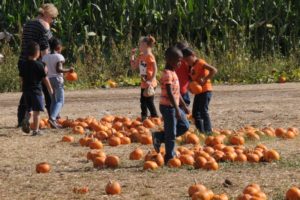 Pumpkin Farm in Citrus Heights. Photo credit: Luke Otterstad