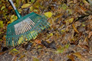 Leaves, rake, leaf pile. Photo credit: Luke Otterstad