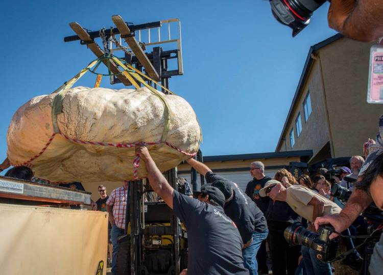 Half Moon Bay pumpkin contest