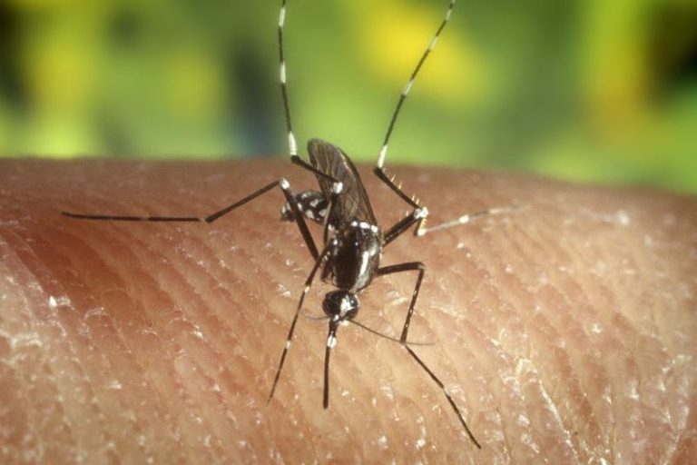 Mosquito