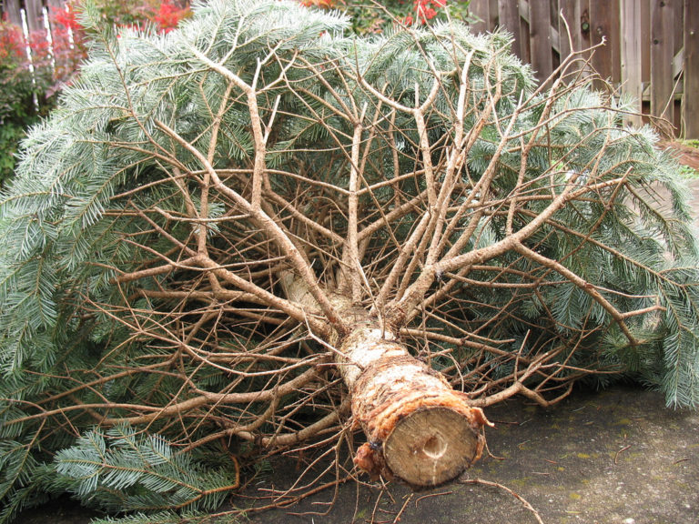 Dead Christmas tree