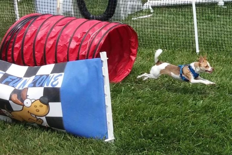 Pet-a-Palooza at Rusch Park in Citrus Heights