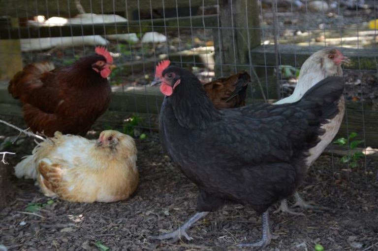 Chickens, hens, birds, eggs