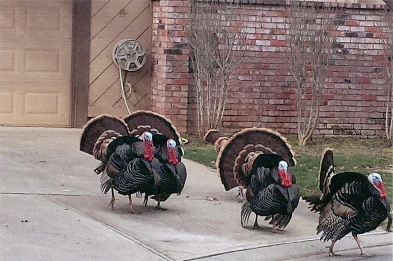 Wild turkeys, SOAR, neighborhood association