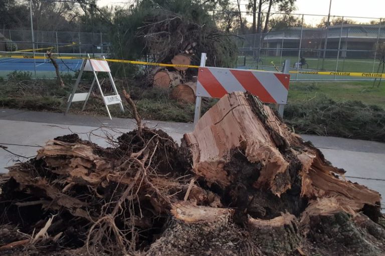 Tree uprooted, fell, Citrus Heights