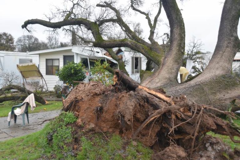 Fallen tree, mobile home