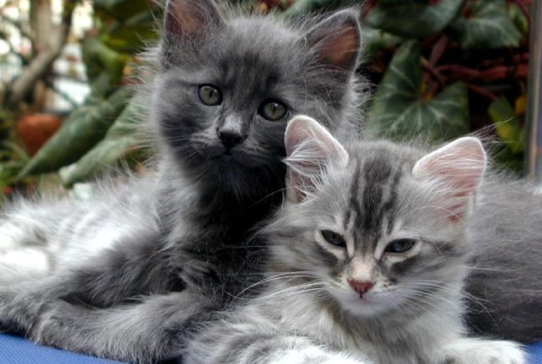 Cats, kittens