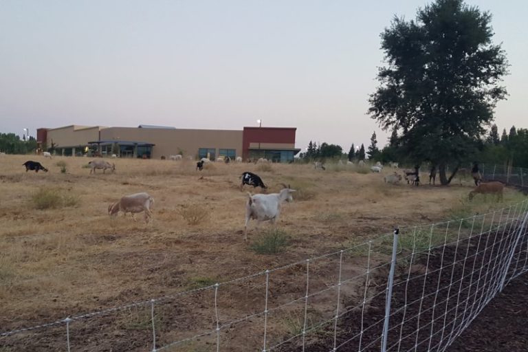 goats, grazing, citrus heights, city hall