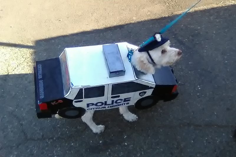 Howl-o-Ween, parade, dog, Citrus Heights