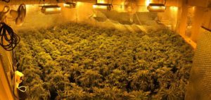Marijuana grow