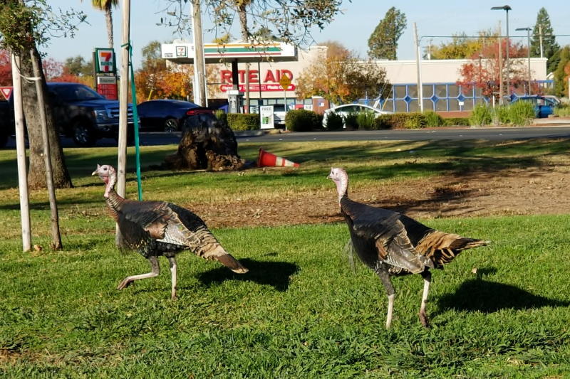 Wild turkeys, Citrus Heights.