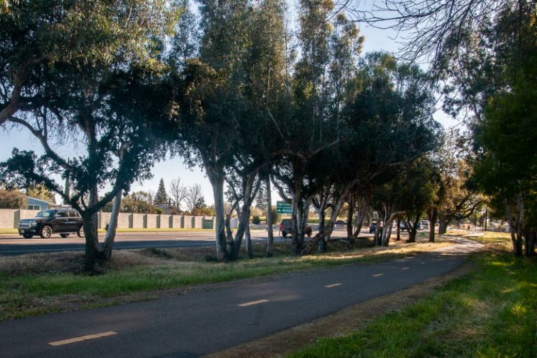 Eucalyptus trees