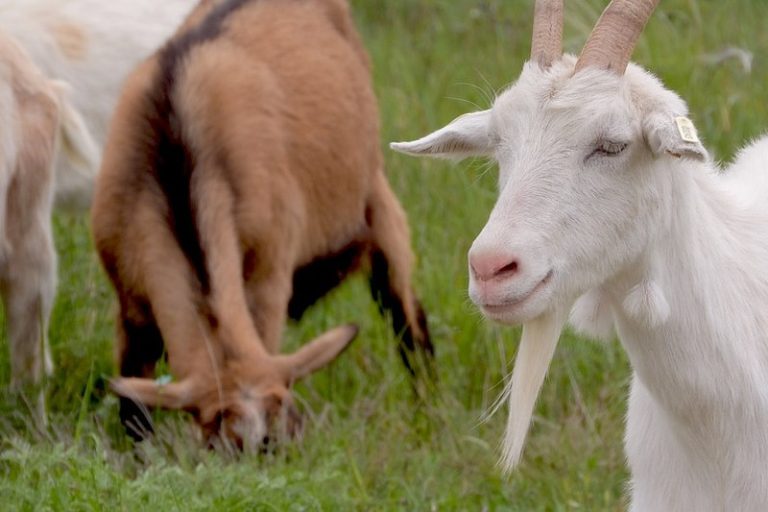 Goats