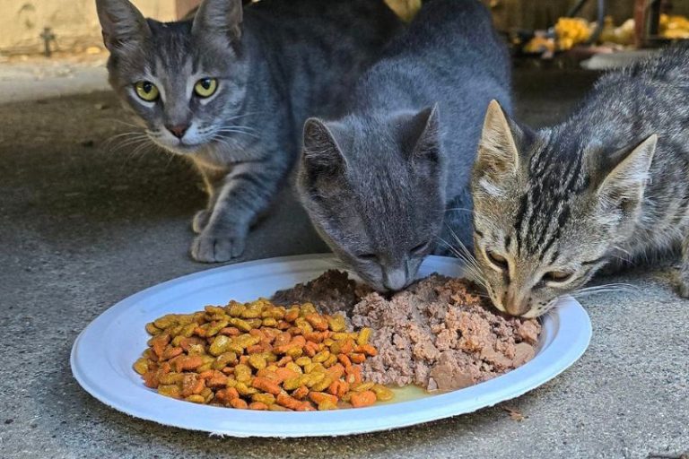 3 kittens part of a colony of feral cats
