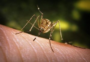 Mosquito.