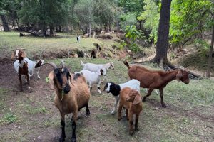 Goats have returned to Citrus Heights to help control local green spaces for the 2026 spring season. // City of Citrus Heights
