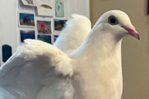 Pet pigeon Luna Dovegood made the Top 10 list in the 2026 Nationwide Pet Insurance's Wacky Pet Names contest in the exotic animals category. // Courtesy of Nationwide Pet Insurance/pet parent Christiana Reed