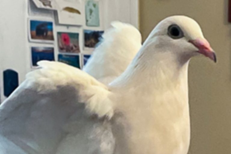 Pet pigeon Luna Dovegood made the Top 10 list in the 2026 Nationwide Pet Insurance's Wacky Pet Names contest in the exotic animals category. // Courtesy of Nationwide Pet Insurance/pet parent Christiana Reed