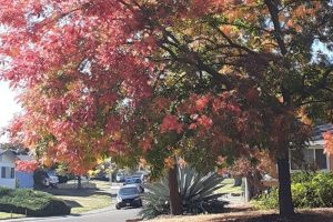 Tree with red leaves in the fall, in Citrus Heights