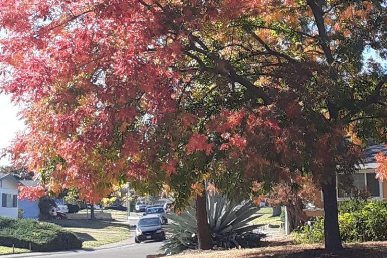 Tree with red leaves in the fall, in Citrus Heights