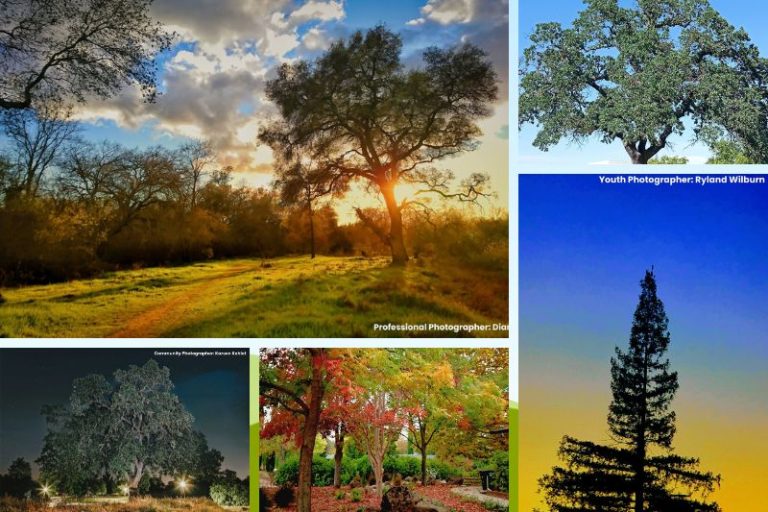 Five photos total from three photographers in three categories were selected as winners in the Postcards from Citrus Heights community photo contest, 2026. // City of Citrus Heights