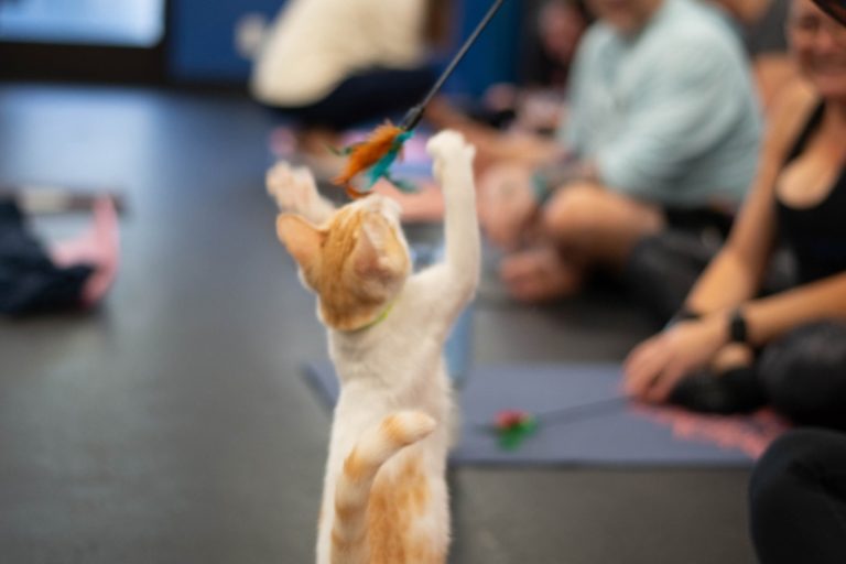 A foster kitten enjoying yoga time with several attendees during a "yoga with kittens" fundraiser. Aug. 15, 2026 // Courtesy of Danielle Steer